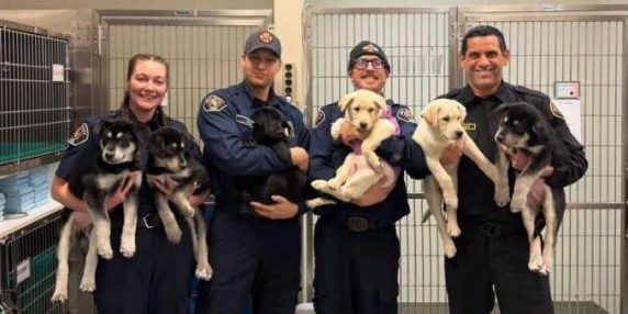 Sei cuccioli di cane salvati dai pompieri dopo overdose di fentanyl: ora in adozione