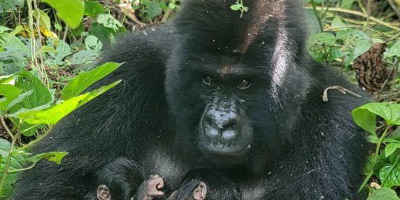 Gemelli di gorilla di montagna nati in Congo: speranza per la specie