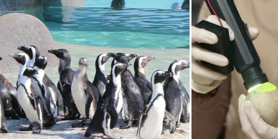 Arrivano nuovi pinguini africani a Torino, la più grande colonia europea.