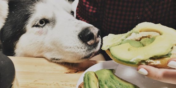 Alimenti pericolosi per i cani: avocado, cioccolato, uva e altri