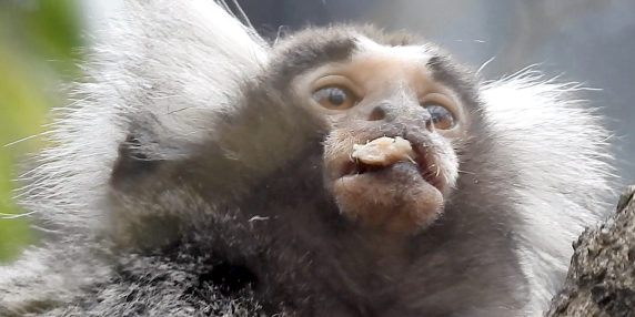 Giudice chiude caso di sequestro: Fortunato rimane con Lino