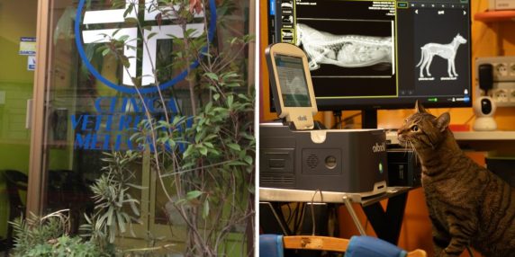 Chiusa la clinica veterinaria che salvava gatti in Italia: rischio di mortalità