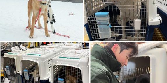16 cani salvati in Corea del Sud: nuovo divieto di carne di cane entro 2027