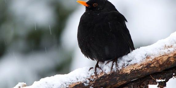 Merla in inverno: l'immagine che fa parlare dei giorni più freddi