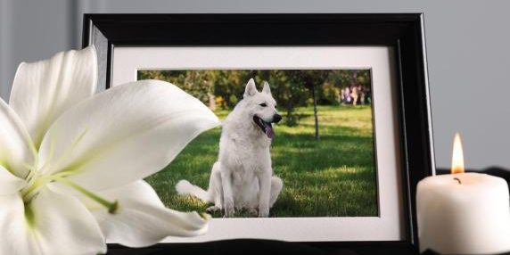 La morte di un animale domestico può provocare un lutto persistente, come la perdita di un familiare.