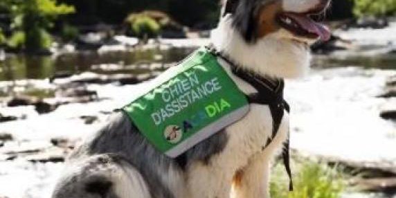 Tre organizzazioni premiate per l'uso dei cani nella cura di bambini con diabete e anziani soli