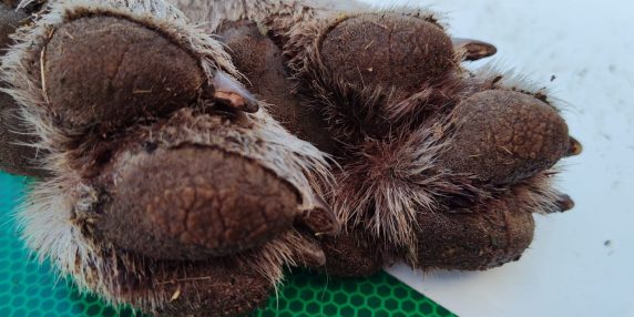 Lupo trovato morto: autopsia per scoprire le cause