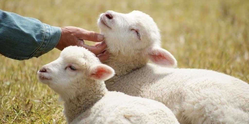 Завтра животноводам Калмыкии следует бережнее относиться к скоту