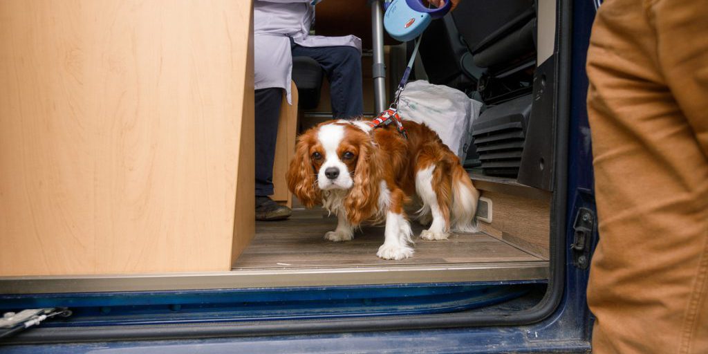 Мобильный пункт вакцинации животных будет работать в Серпухове