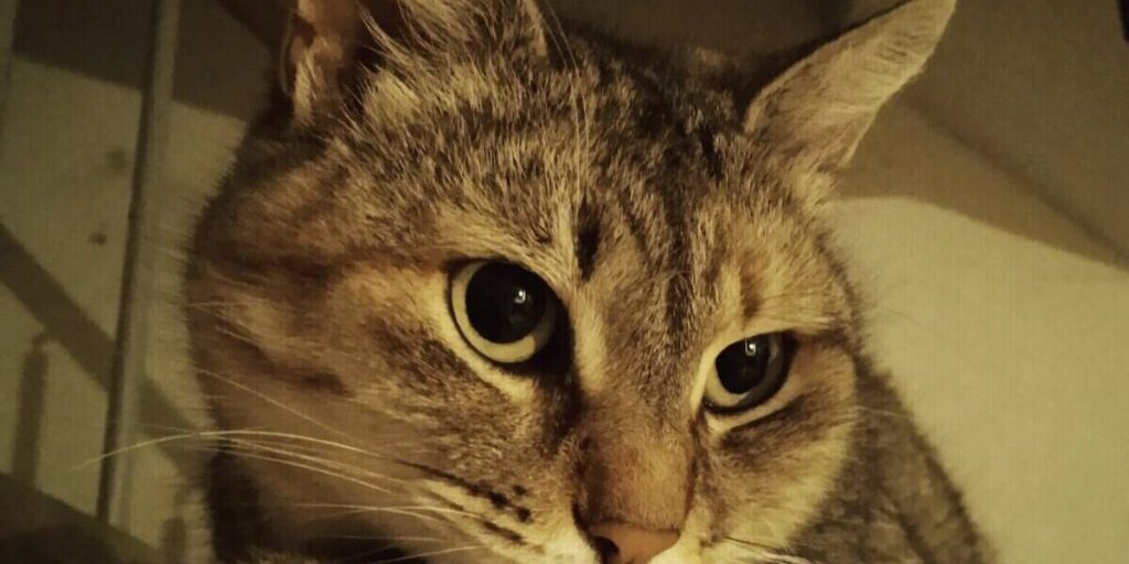 В подмосковном городе подростки подожгли кота