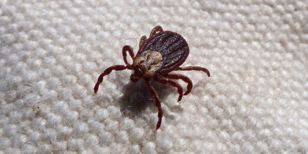 Число пострадавших от клещей в Марий Эл достигло 1967