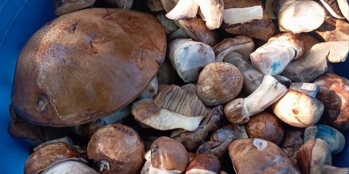 Грибники  Ростовской области после дождей собрали богатый урожай