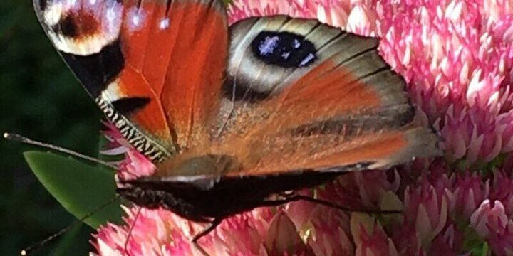 В Воронежской области еще пару дней будет по-летнему тепло