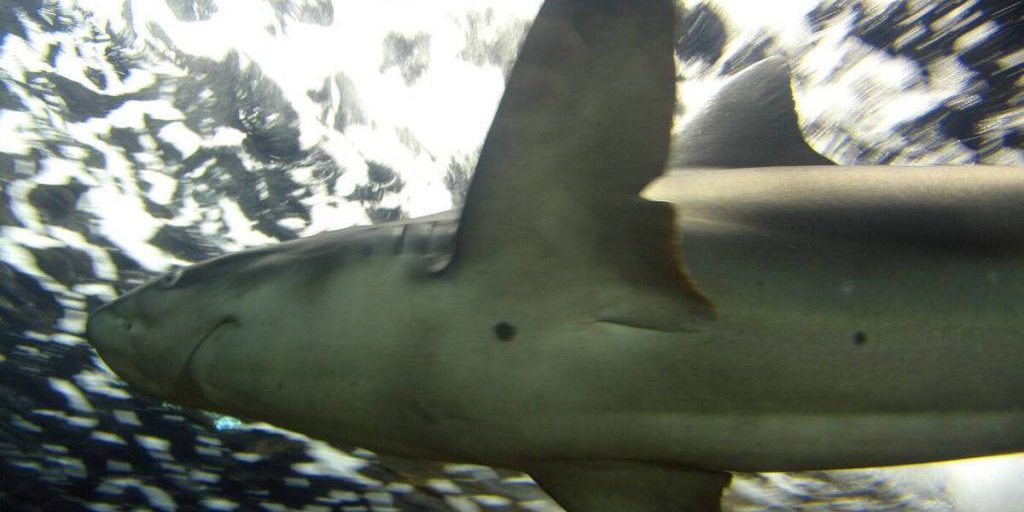 Squali nelle acque egiziane: diverse spiagge chiuse per garantire la sicurezza dei turisti e dei residenti