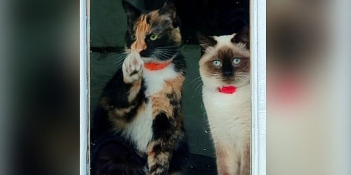 Ricerca disperata a Petrozavodsk: due gatti domestici scomparsi dopo un incidente stradale