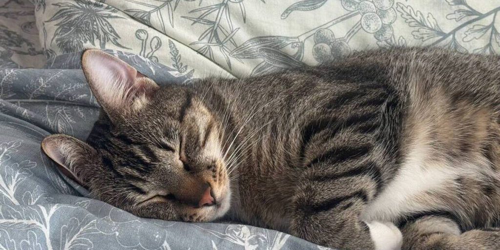 Ветеринар Земская: сухой нос может быть и у совершенно здорового питомца