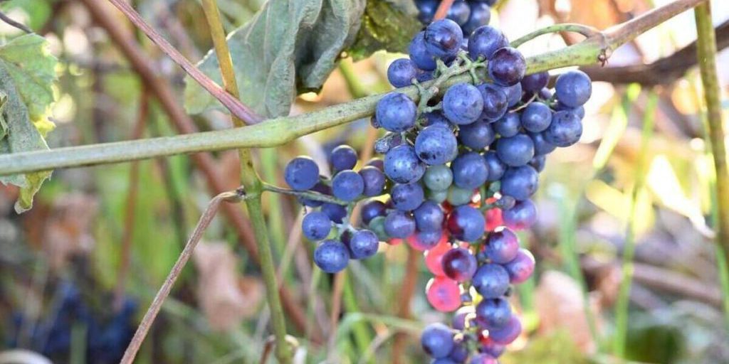 Серпухов станет одним из винодельческих регионов России