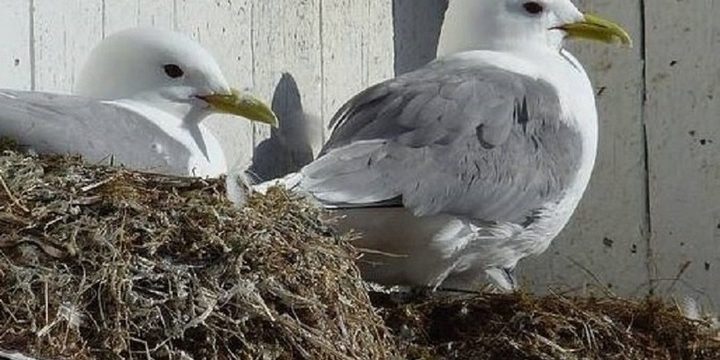 I residenti di Kondopoga esprimono gratitudine ai lavoratori comunali per la risoluzione del problema delle gazze nel giardino locale