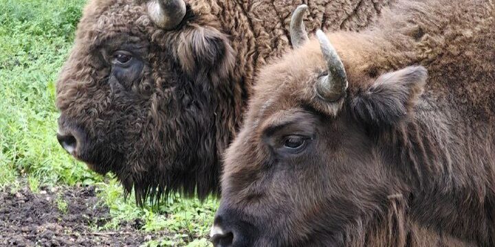 "La stagione degli amori dei bisonti europei: un'esperienza unica nella riserva naturale di Prioksko-Terrasny"