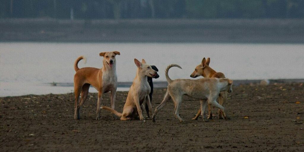Bambino di 8 anni attaccato da cani randagi a Livny: un allarme per la sicurezza pubblica