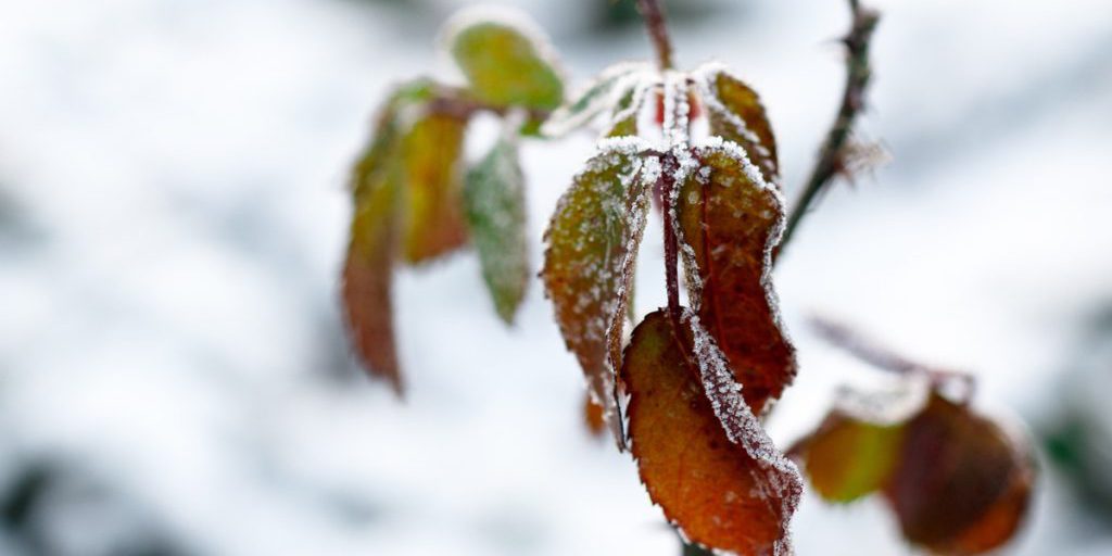 Первый снег в Архангельской области выпал в день Покрова