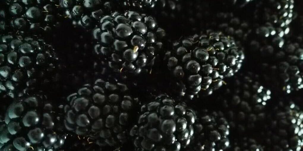 В Краснодарском крае собрали 78,2 тонн ягод без учета земляники