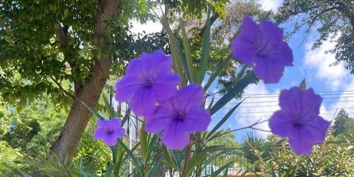 В саду Сочинского географического общества расцвела «Дневная красавица»