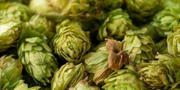 Урожайность хмеля в Чувашии выросла на 11,7%