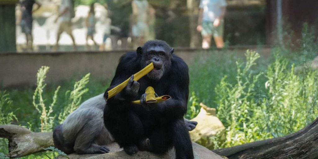 Gli scimpanzé consumano alcolici naturali: uno studio rivela il loro consumo quotidiano di etanolo