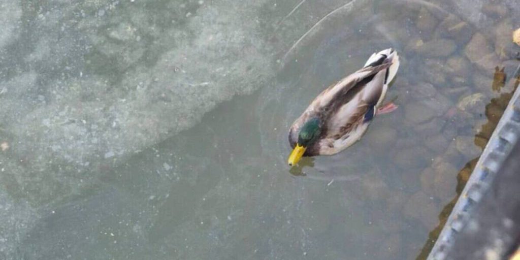 Ноябряне переживают за не улетевшую на юг уточку со сломанной лапкой