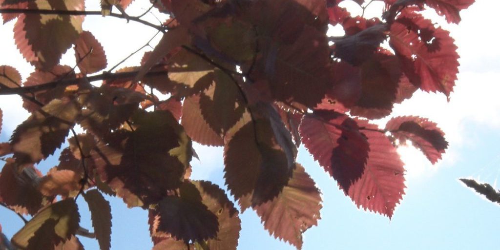 Синоптики пообещали ленинградцам 18 октября гололедицу и до +8 градусов