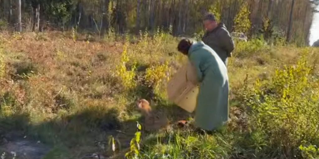 Лисицу и 4 птиц, жертв ДТП, подлечили и выпустили в лес во Всеволожском районе