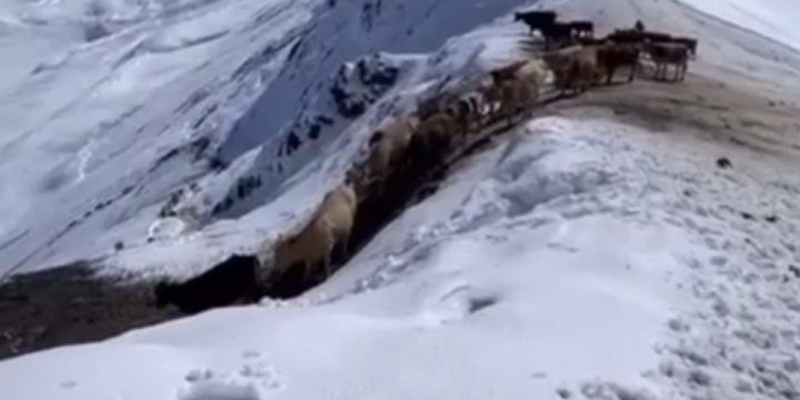 В Дагестане завершилась операция по спасению пастухов и стада скота