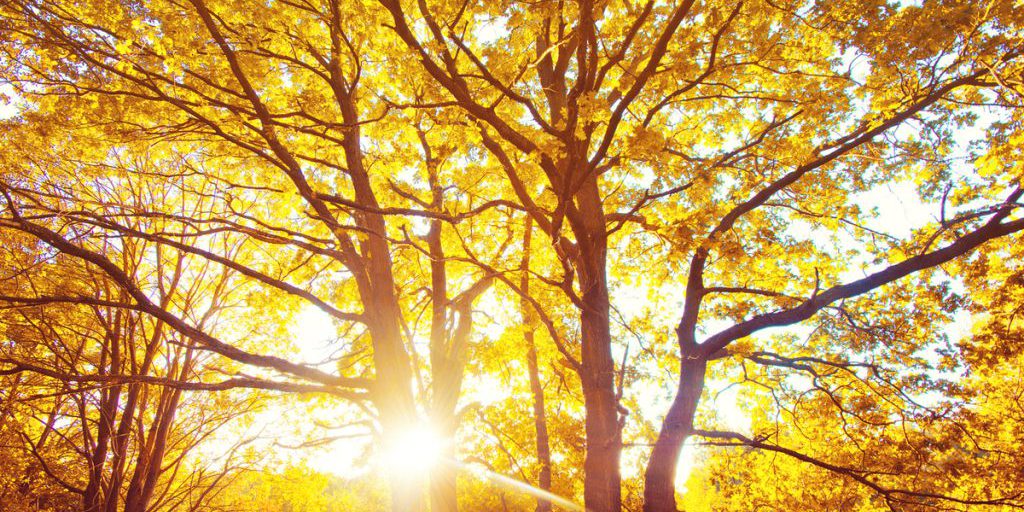 В Красноярске ожидается комфортная погода с потеплением до +19 градусов