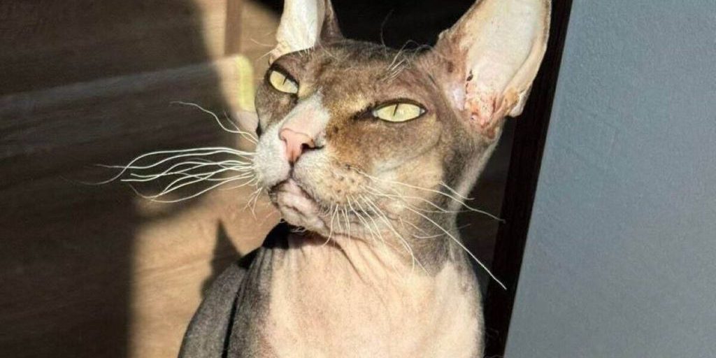 Усатый поджигатель: кот едва не спалил квартиру в Петербурге