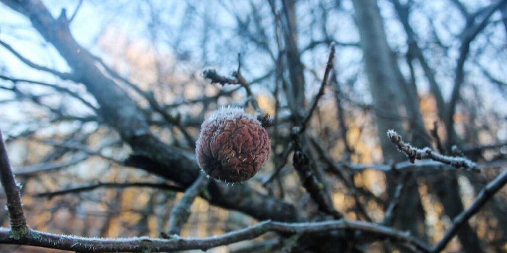 Петербург подготовил около 1700 единиц техники к борьбе с заморозками