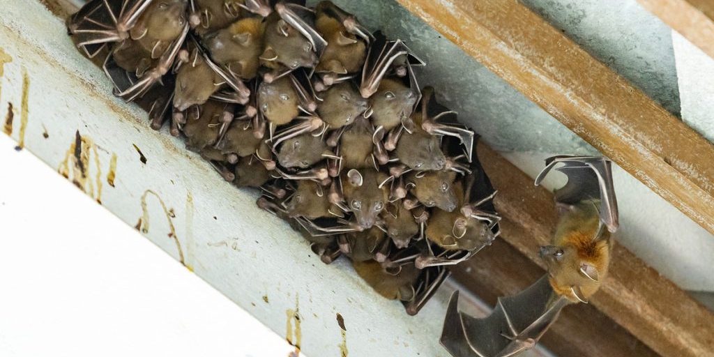 Столицу атаковали смертельно опасные летучие мыши