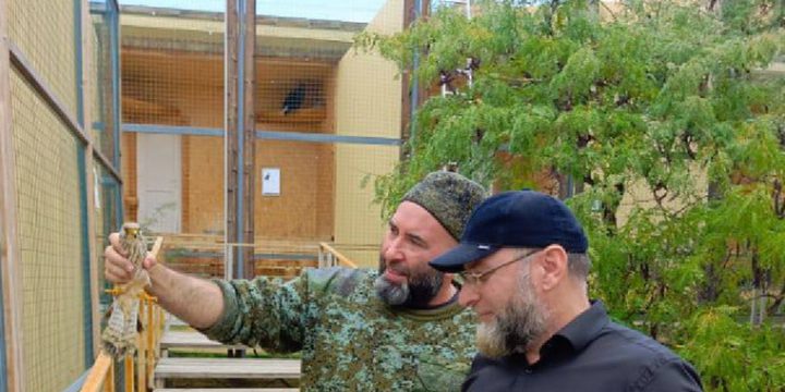 Раненную краснокнижную пустельгу спасли сотрудники Минприроды Дагестана