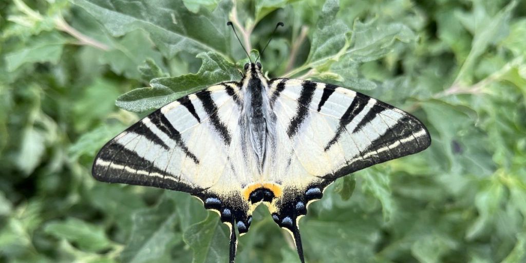 Aumento delle Temperature a Saratov: Impatto sulla Vita Quotidiana e sull'Ambiente