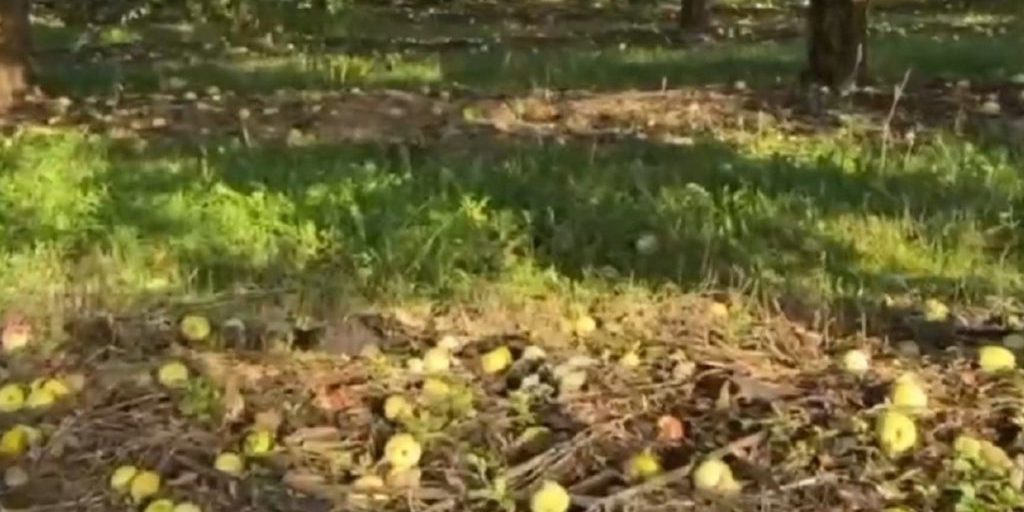 На орловской «плодовке» нашли тонны гниющих яблок