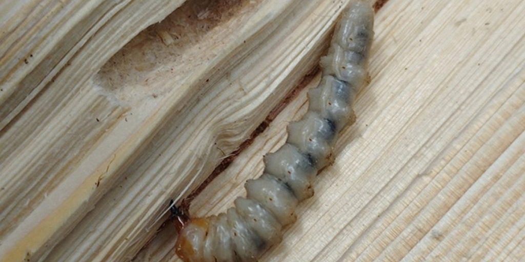 В Невельском районе Псковской области введен карантин из-за опасного вредителя леса