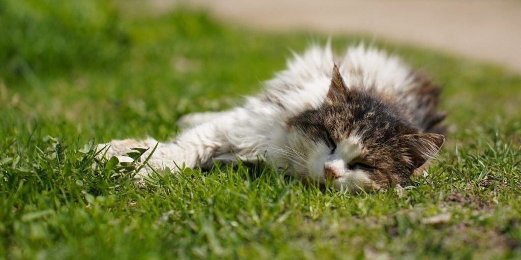 Роспотребнадзор разъяснил тулякам, как должны работать платные ветклиники