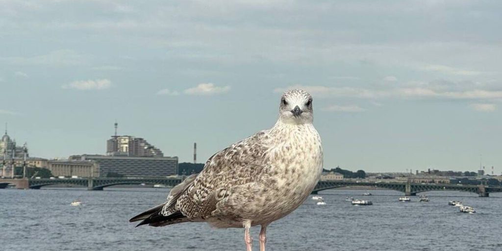 Облака не дадут Санкт-Петербургу прогреться по максимуму