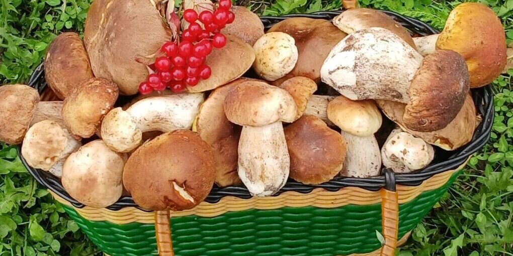 Осторожно, грибы: тамбовчанам напомнили об экстренной помощи при интоксикации