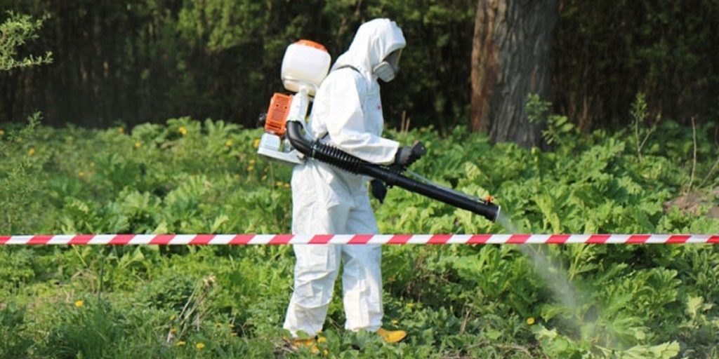 Lotta contro il borščevik Sosnovskij a Kostroma: autorità locali riportano successo nella protezione dell'ambiente e della salute pubblica