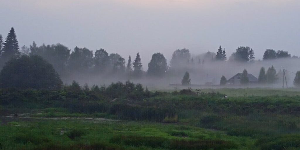 Бездомные псы разорвали школьника в российском городе