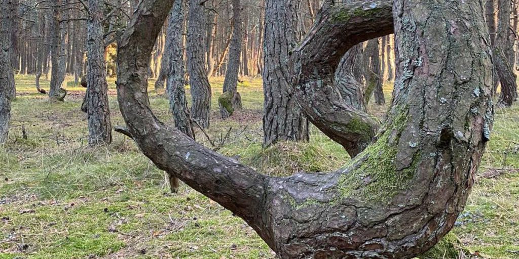 Танцующий лес Куршской косы уступил «пьяному» рязанскому коллеге