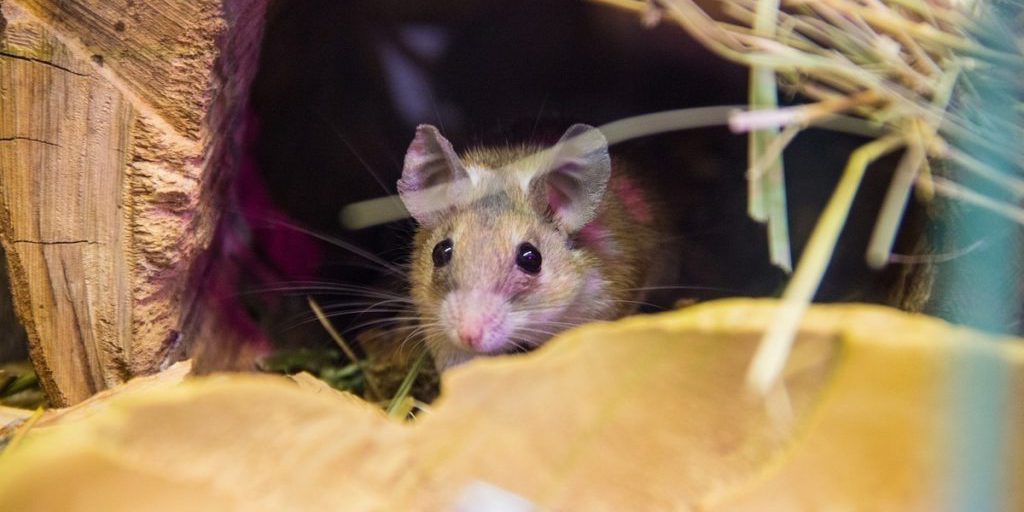 Тульский Роспотребнадзор возбудил дело против УК из-за нашествия грызунов