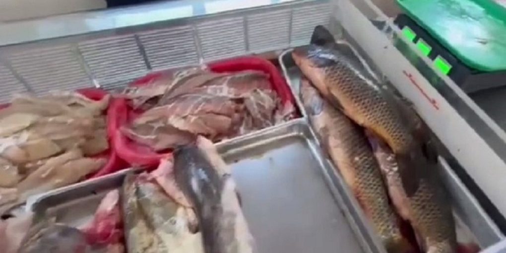 В Астрахани изъяли из продажи порядка 150 килограмм рыбы без документов