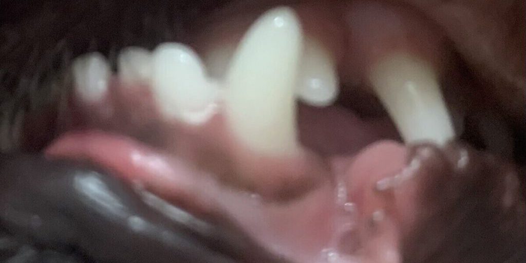 Attacco di cani randagi a Voronež: le conseguenze per la sicurezza pubblica e l'amministrazione locale